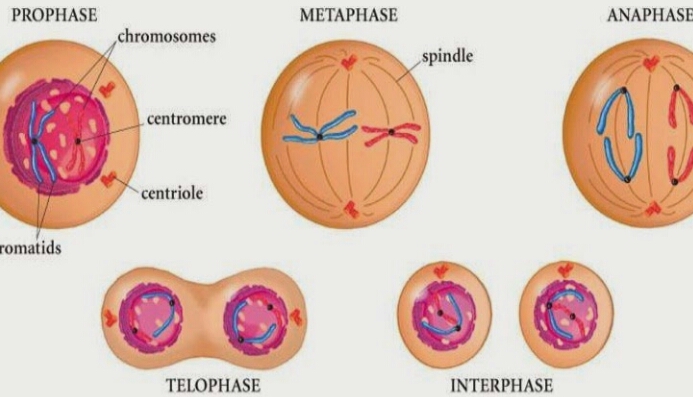 Detail Gambar Pembelahan Sel Secara Mitosis Nomer 10