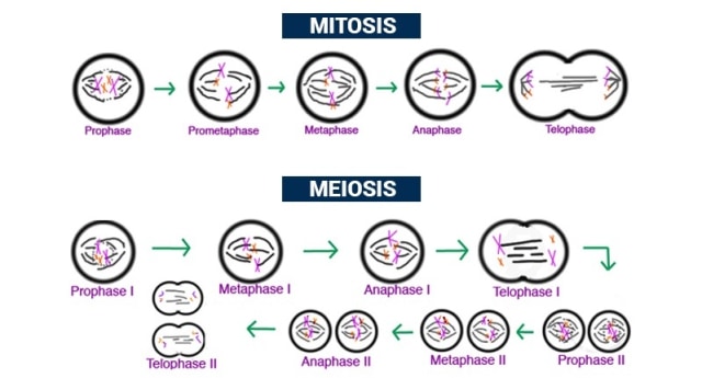 Detail Gambar Pembelahan Sel Secara Mitosis Nomer 14