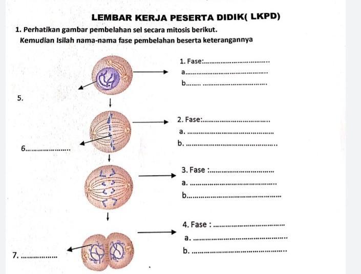 Detail Gambar Pembelahan Sel Secara Mitosis Nomer 18