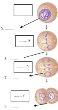 Detail Gambar Pembelahan Sel Secara Mitosis Nomer 24