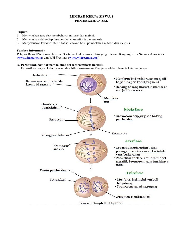 Detail Gambar Pembelahan Sel Secara Mitosis Nomer 38