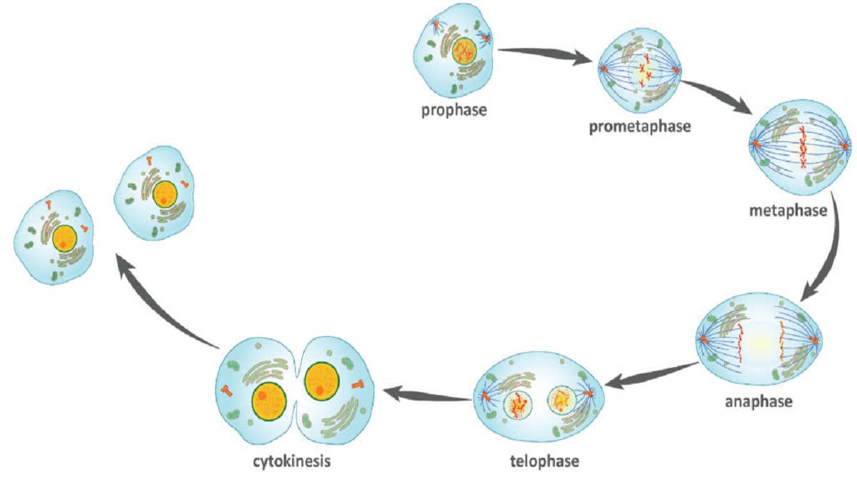 Detail Gambar Pembelahan Sel Secara Mitosis Nomer 41