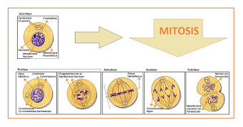 Detail Gambar Pembelahan Sel Secara Mitosis Nomer 42