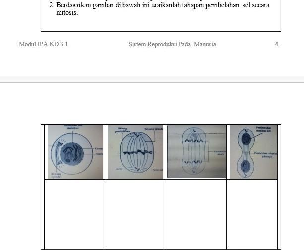 Detail Gambar Pembelahan Sel Secara Mitosis Nomer 50