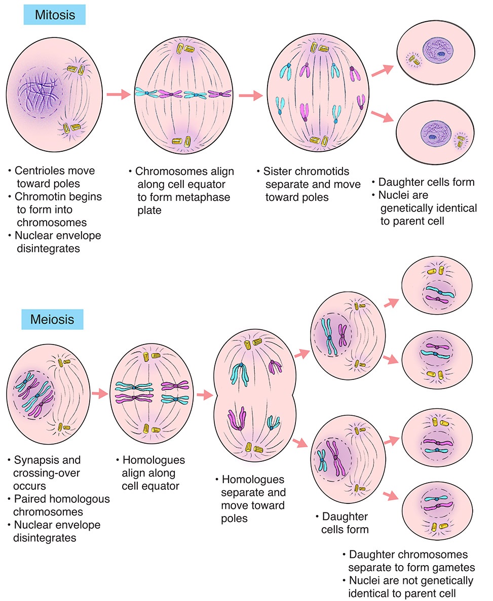 Detail Gambar Pembelahan Sel Secara Mitosis Nomer 54