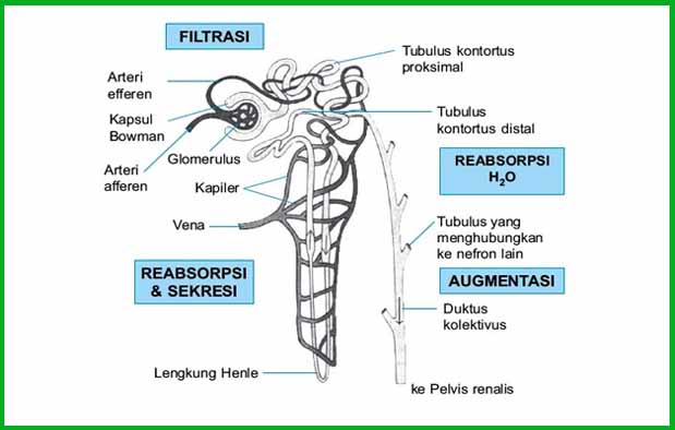 Detail Gambar Pembentukan Urin Nomer 11