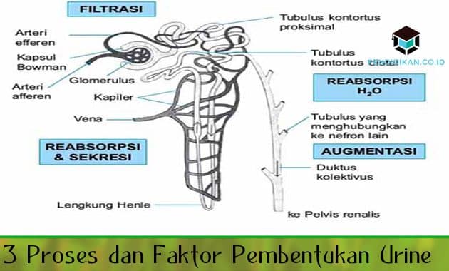 Detail Gambar Pembentukan Urin Nomer 13