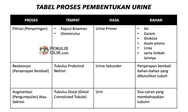 Detail Gambar Pembentukan Urin Nomer 16