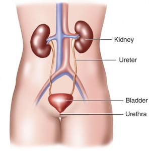 Detail Gambar Pembentukan Urin Nomer 22