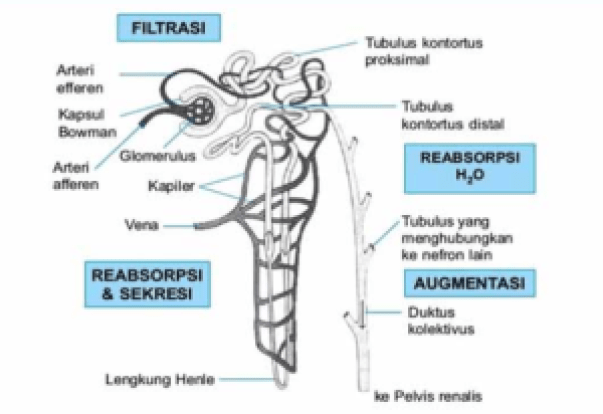 Detail Gambar Pembentukan Urin Nomer 4