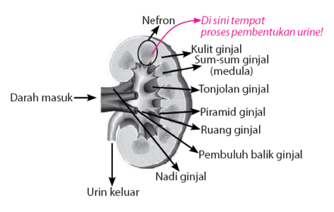 Detail Gambar Pembentukan Urin Nomer 24