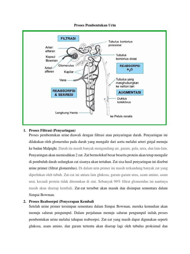 Detail Gambar Pembentukan Urin Nomer 29