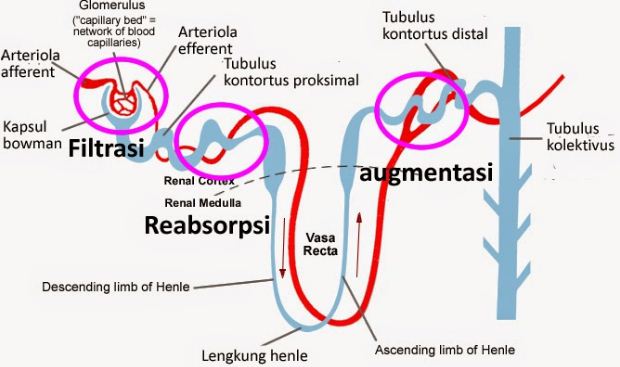 Detail Gambar Pembentukan Urin Nomer 35