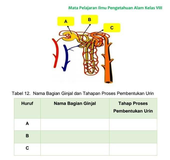 Detail Gambar Pembentukan Urin Nomer 36