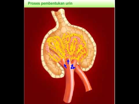 Detail Gambar Pembentukan Urin Nomer 37