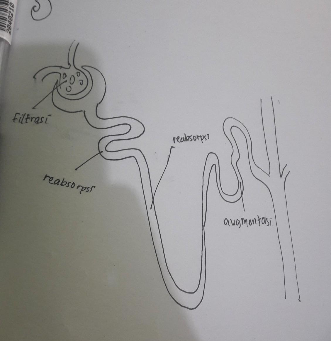 Detail Gambar Pembentukan Urin Nomer 40