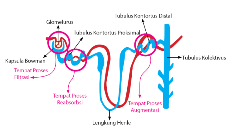 Detail Gambar Pembentukan Urin Nomer 7