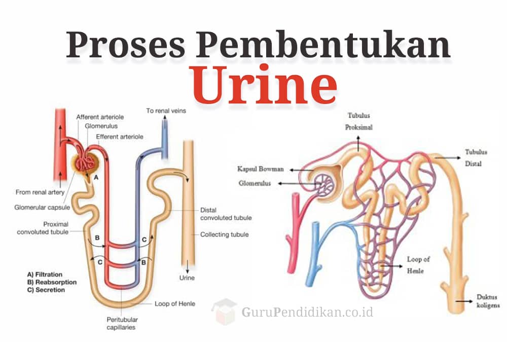 Detail Gambar Pembentukan Urine Nomer 2