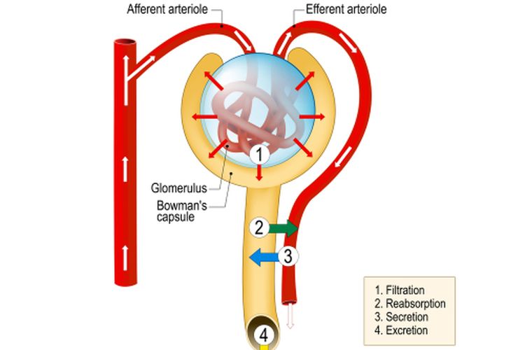 Detail Gambar Pembentukan Urine Nomer 13