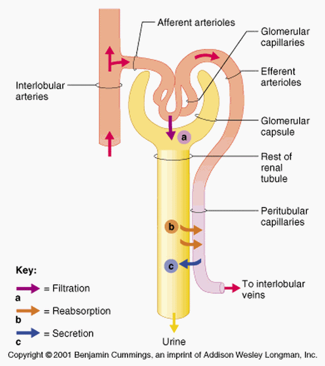 Detail Gambar Pembentukan Urine Nomer 14