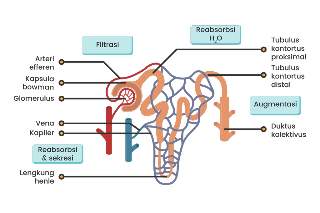 Detail Gambar Pembentukan Urine Nomer 15