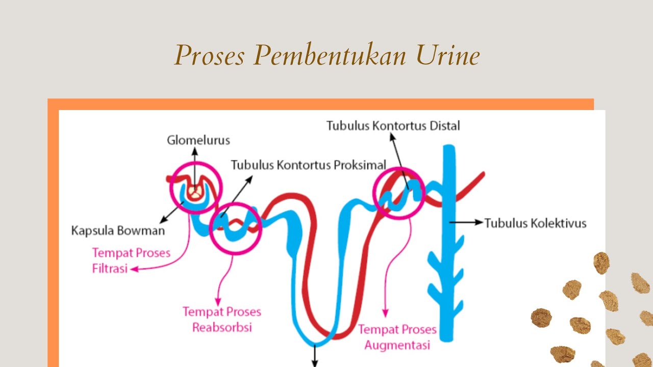 Detail Gambar Pembentukan Urine Nomer 19