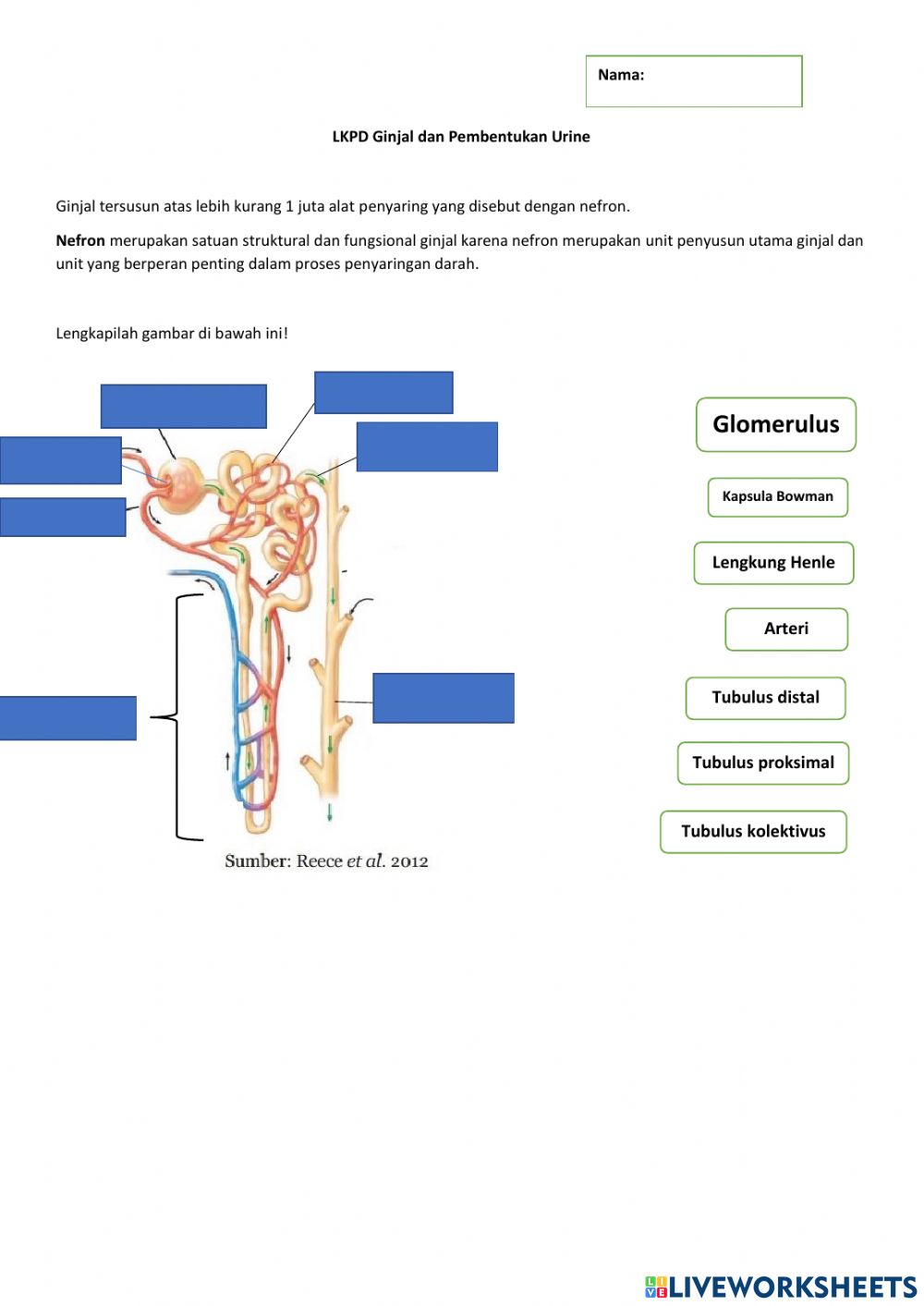 Detail Gambar Pembentukan Urine Nomer 23