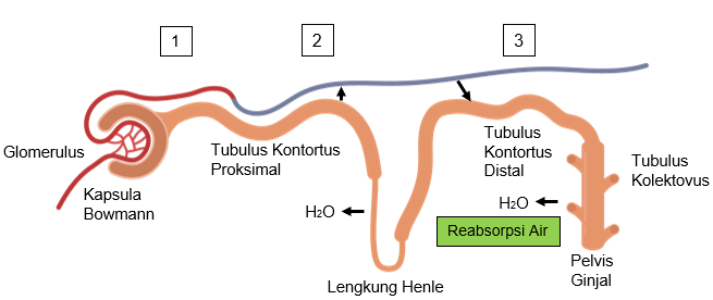 Detail Gambar Pembentukan Urine Nomer 25