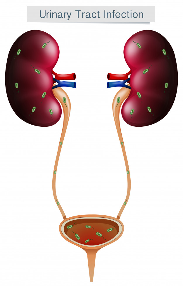 Detail Gambar Pembentukan Urine Nomer 29