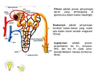 Detail Gambar Pembentukan Urine Nomer 32