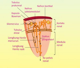 Detail Gambar Pembentukan Urine Nomer 33