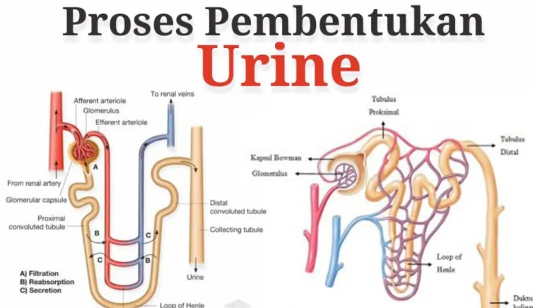 Detail Gambar Pembentukan Urine Nomer 6