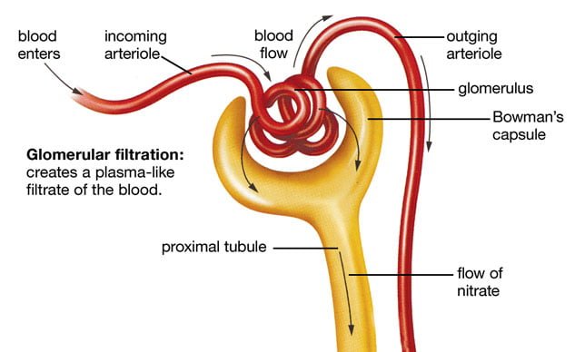 Detail Gambar Pembentukan Urine Nomer 42