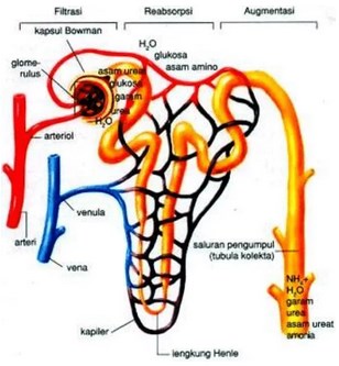 Detail Gambar Pembentukan Urine Nomer 7