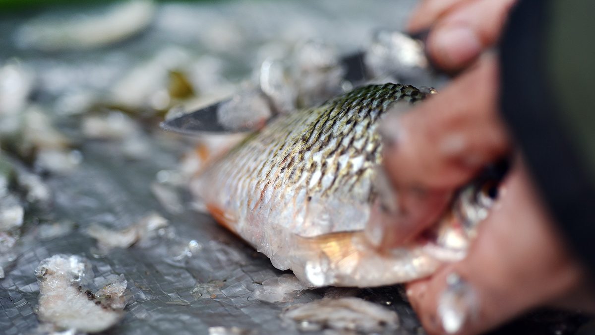 Detail Gambar Pembersihan Perut Ikan Nomer 18