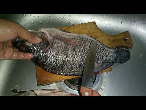 Detail Gambar Pembersihan Perut Ikan Nomer 22