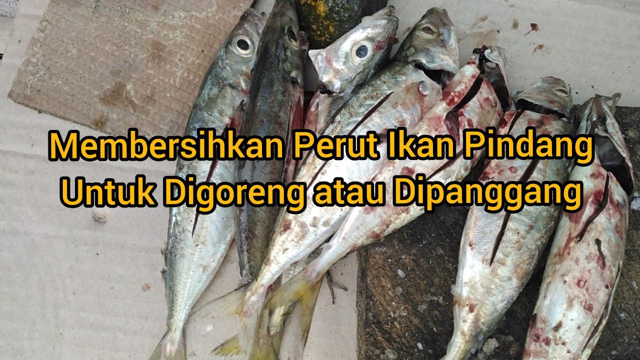 Detail Gambar Pembersihan Perut Ikan Nomer 23