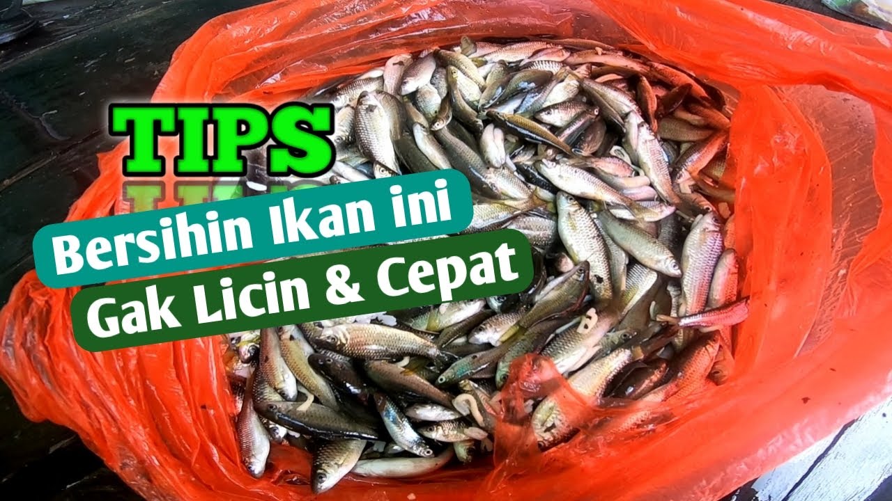 Detail Gambar Pembersihan Perut Ikan Nomer 27