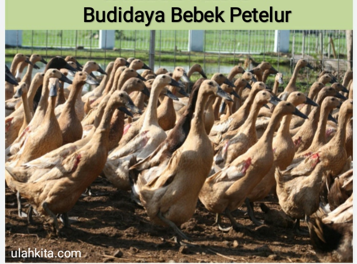 Detail Gambar Pembibitan Bebek Petelur Nomer 21