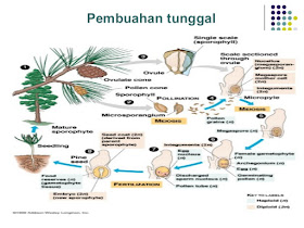 Detail Gambar Pembuahan Tunggal Nomer 2