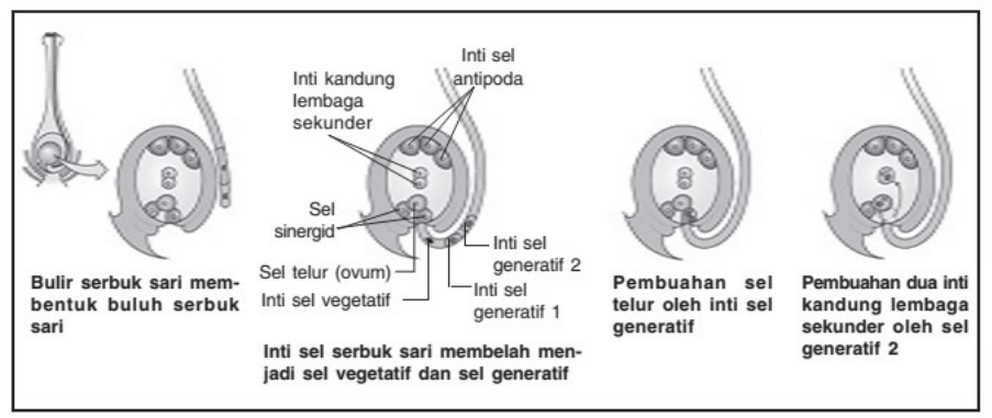 Detail Gambar Pembuahan Tunggal Nomer 13