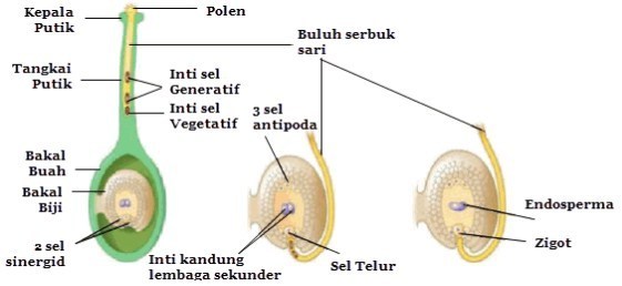 Detail Gambar Pembuahan Tunggal Nomer 20