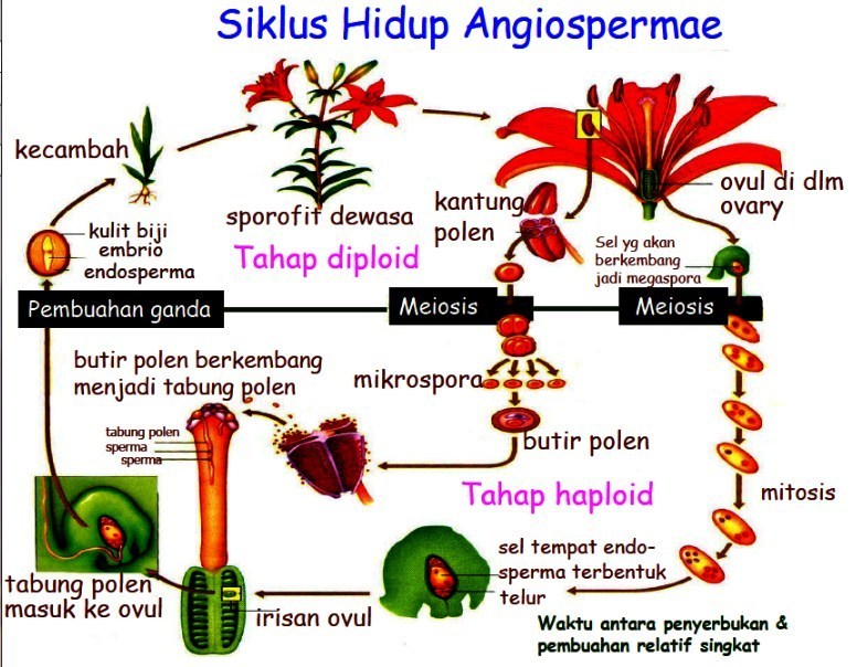 Detail Gambar Pembuahan Tunggal Nomer 4