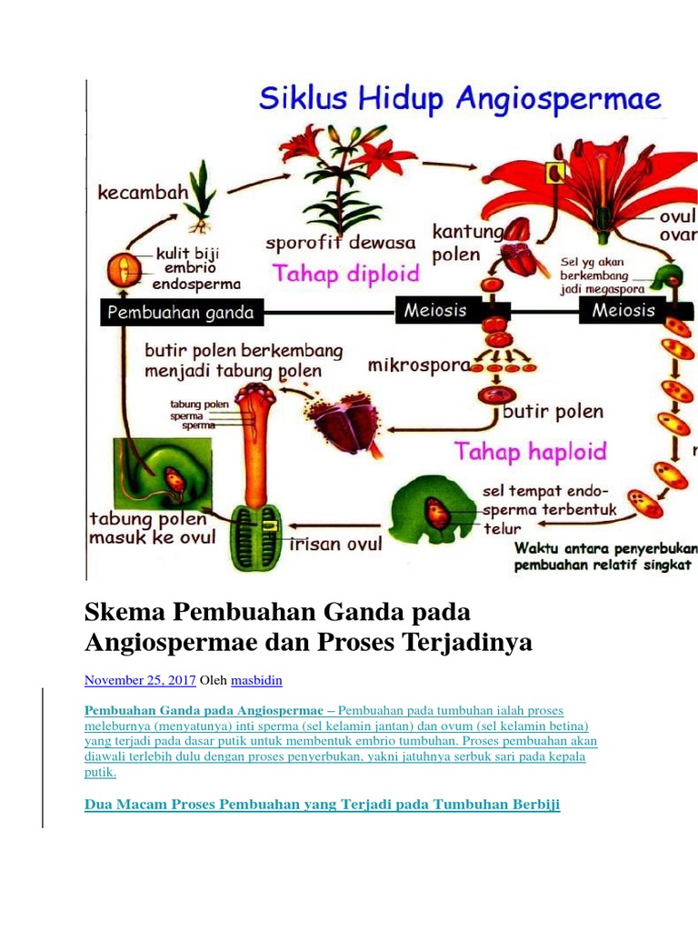 Detail Gambar Pembuahan Tunggal Nomer 34