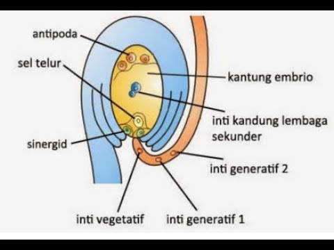 Detail Gambar Pembuahan Tunggal Nomer 36