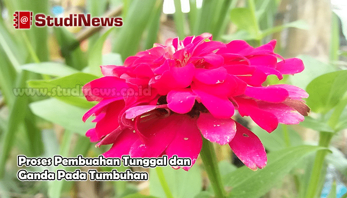 Download Gambar Pembuahan Tunggal Nomer 37