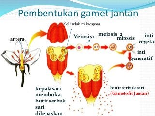 Detail Gambar Pembuahan Tunggal Nomer 47