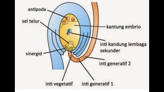 Detail Gambar Pembuahan Tunggal Nomer 50