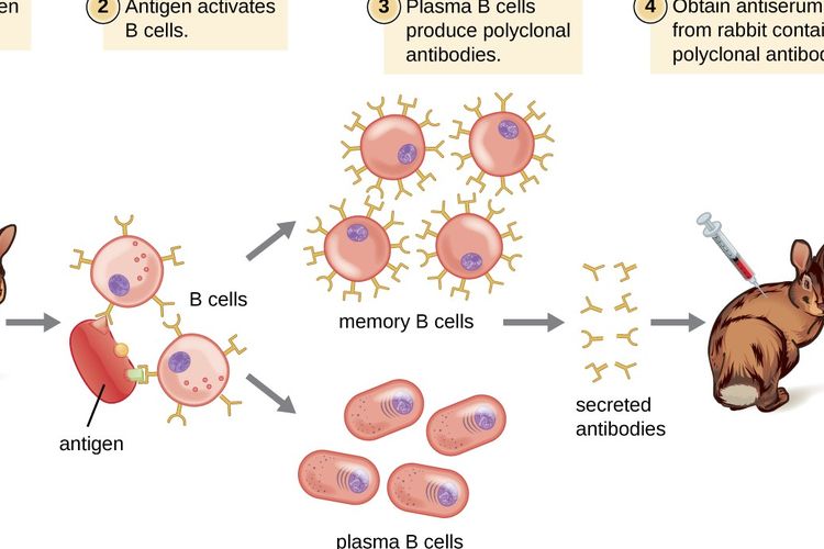 Detail Gambar Pembuatan Antibodi Monoklonal Nomer 8