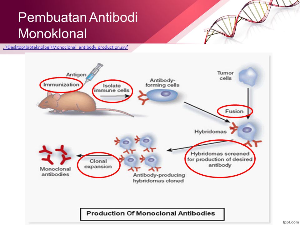 Detail Gambar Pembuatan Antibodi Monoklonal Nomer 10